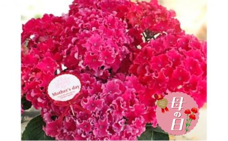 [先行予約] 母の日に! アジサイ カーリースパークル ピンク 5号 2026年5月から順次発送 オンライン決済限定 花 花