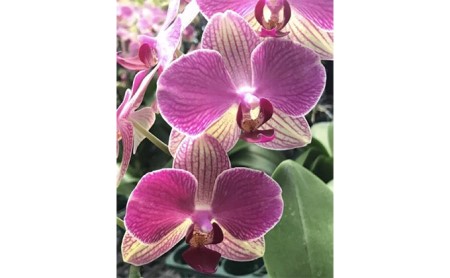 ミディ 胡蝶蘭 鉢植え アンスラ パレルモ 2本立 お花 コチョウラン 洋ラン お祝い 贈り物 生花 鉢花 ギフト [5254985] | 胡蝶蘭 胡蝶蘭 胡蝶蘭 胡蝶蘭