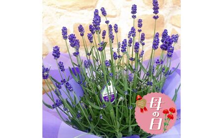 [先行予約] 母の日に! イングリッシュ ラベンダー 5号 2026年5月から順次発送 オンライン決済限定 花 花