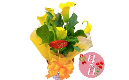[先行予約] 母の日に! カラー 鉢植え 黄色 5号 2026年5月から順次発送 オンライン決済限定 花 花