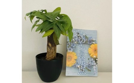 観葉植物鉢植えとamazonベストセラー 著作本「いのちの原点」のセット(読者特典動画視聴サービス付)