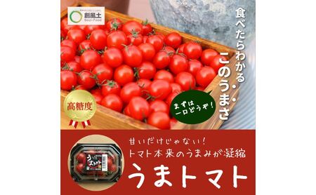 [2025年5月中旬より順次発送]うまトマト 1kg 野菜 甘さ 酸味 糖度8度以上 高糖度 ミニトマト お弁当 サラダ おやつ 濃厚 付け合わせ 緑黄色野菜 赤い野菜