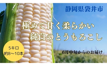 [先行予約] 極めて甘い白いとうもろこし 6月中旬より発送 おすすめ コーン トウモロコシ 採れたて 新鮮 健康 ヘルシー 人気 厳選 袋井市