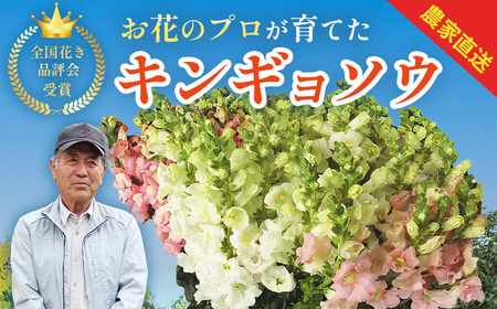 花 [先行予約・限定10セット・11月中旬〜3月下旬配送]キンギョソウ(20本前後)| 花 花 花 花 花 花 | 010-005