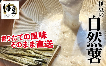 伊豆市土肥産!西伊豆育ちの自然薯(3〜4本) | 自然薯 自然薯 自然薯 自然薯