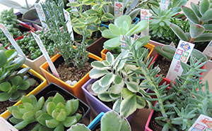 多肉植物セット（24種類）