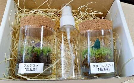 [苔テラリウム] 鉱石入り テラリウム 2つセット [インテリア] 育て方のしおり 付き 植物 テラリウム 苔テラリウム 苔 こけ コケ セット