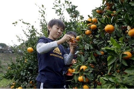 みかん狩りと宝探し体験券(2名様用)/みかんのお土産(約7kg)付き
