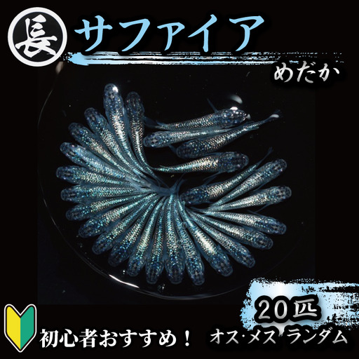 129-10　サファイア　オス・メス　ランダム20匹  めだか 人気品種 厳選 静岡県 牧之原市 丸長