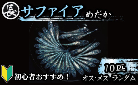 魚介 魚類 魚 サファイア オス・メス ランダム 10匹 めだか 飼育 初心者 おすすめ 水槽 インテリア 生物 鑑賞 美 静岡県 牧之原市 丸長
