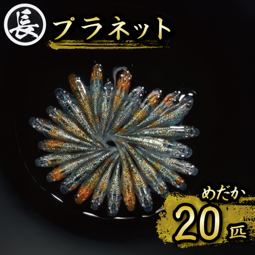 129-16 プラネット オス・メス ランダム20匹 メダカ めだか 観賞用 静岡県牧之原市 丸長