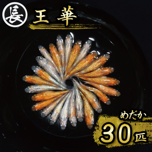129-24　王華　オス・メス　ランダム30匹 めだか 人気品種 厳選 鑑賞 静岡県 牧之原市 丸長