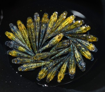 【メダカ】 夜桜ゴールド オス メス ランダム 20匹  めだか