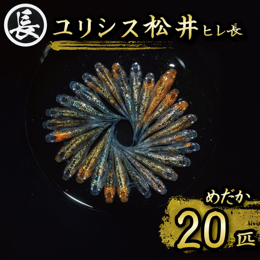 129-31　ユリシス松井ヒレ長　オス・メス　ランダム20匹 いきもの 人気品種 厳選 鑑賞 静岡県 牧之原市 丸長