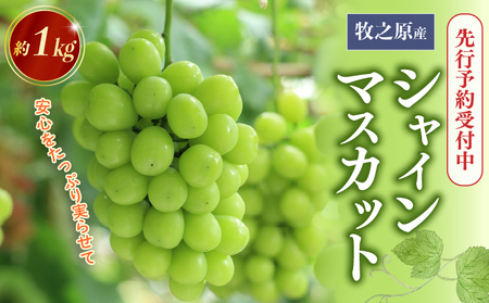 シャインマスカット 1kg 令和7年度産 先行予約 8月初旬より順次発送 数量限定 フルーツ ぶどう 果物 マスカット 安心 おいしい 国産 edama 静岡県 牧之原市