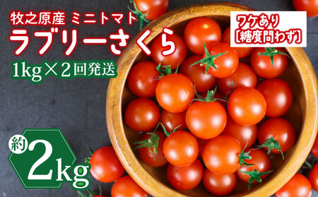 訳あり ミニ トマト フルーツ トマト ラブリーさくら うまたま 予約 受付 1kg × 2回発送 計 2kg 山本農園 ふるなび とまと とまと とまと とまと とまと とまと