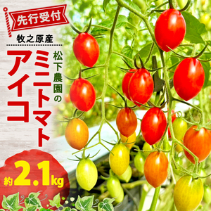 [ミニトマト] 松下農園のミニトマトアイコ 2.1kg 2026年1月中旬から発送 松下農園 牧之原市 静岡県