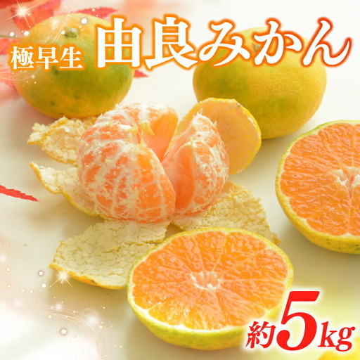 【先行予約】 みかん 由良 5kg 大石農園 静岡県 牧之原市