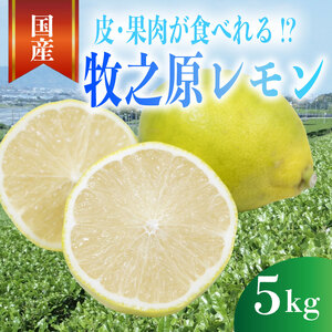レモン 5kg 選べる 内容量 れもん 檸檬 Lemon 柑橘類 柑橘 フルーツ 果物 酸っぱい 果肉 酸味 甘み 璃の香 防腐剤不使用 牧之原レモン 静岡県 牧之原市