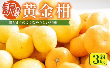 訳あり 黄金柑 3kg 低農薬 無化学肥料 みかん ミカン おうごんかん フルーツ 果物 くだもの 柑橘 かんきつ ビタミンC 富士長株式会社 静岡県 牧之原市 わけあり ワケアリ