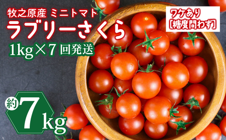 訳あり ミニ トマト フルーツ トマト ラブリーさくら うまたま 予約 受付 1kg × 7回発送 計 7kg 山本農園 ふるなび とまと とまと とまと とまと とまと とまと