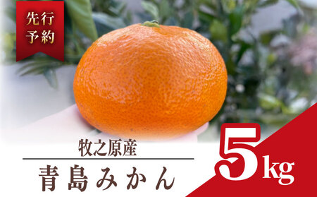 [ みかん ] 青島 みかん 約 5kg 先行予約 数量限定 2025年 12月 下旬 から 発送 フルーツ 農家直送 minorien