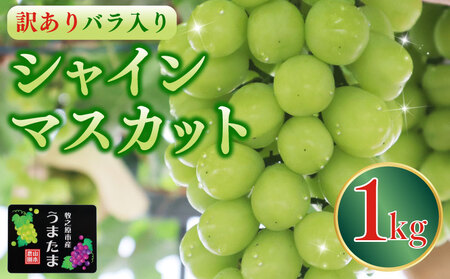 訳あり バラ入り シャインマスカット 1kg シャインマスカット シャインマスカット ふるなび 山本農園