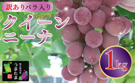 訳あり バラ入り クインニーナ 1kg ぶどう ぶどう ぶどう ぶどう ぶどう ふるなび 山本農園