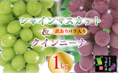 訳あり バラ入り クインニーナ シャインマスカット 1kg ぶどう ぶどう ぶどう ぶどう ぶどう ふるなび 山本農園