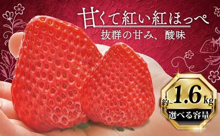 いちご 紅ほっぺ 1600g [ 紅ほっぺ ] 計4パック 苺 イチゴ べにほっぺ 1.6kg