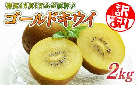訳あり キウイ 2kg フルーツ 果物 スイーツ ゴールド キウイ きうい ゴールド キウイ 東京ゴールド