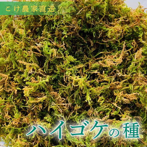 ハイゴケ の種 5L 苔玉用 [苔テラリウム] こけ 牧之原市 静岡県 苔g