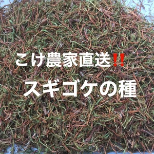 こけ 専門 農家直送 !! スギ ゴケ の 種 5L コケノミウラ 牧之原市 静岡県