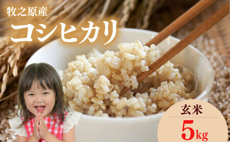 げんまい コシヒカリ 玄米 5kg こしひかり [ げんまい ]