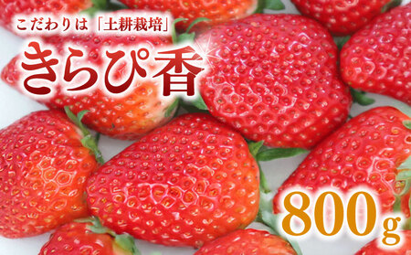きらぴ香 いちご イチゴ 苺 800g [ きらぴ香 ]