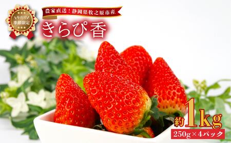 [ 2026年2月中旬から順次発送]いちご きらぴ香 1kg 予約受付 静岡限定品種 牧之原市 有限会社ヤマセン