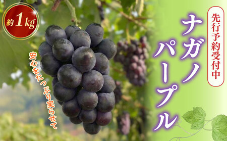 [2026年先行予約]ナガノパープル 約1kg ぶどう 数量限定 edama 静岡県 牧之原市