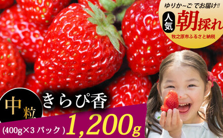 いちご きらぴ香 400g × 3パック ゆりかーご 1200g [いちご]森木農園