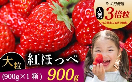 [3月〜4月発送] 紅ほっぺ 大粒 900g いちご 森木農園 静岡県 牧之原市