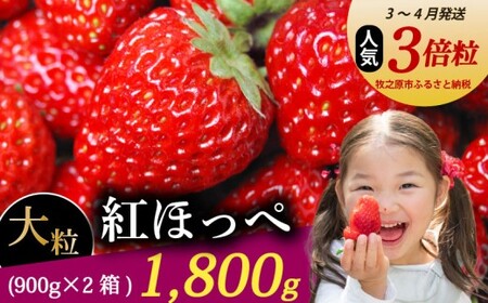 [3〜4月発送] 紅ほっぺ 大粒 1800g 18粒~36粒 森木農園 静岡県 牧之原市