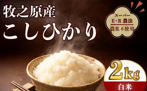 [国産 数量限定]コシヒカリ 2kg 令和7年度産 精米済み 白米 静岡県 牧之原 大澤農園
