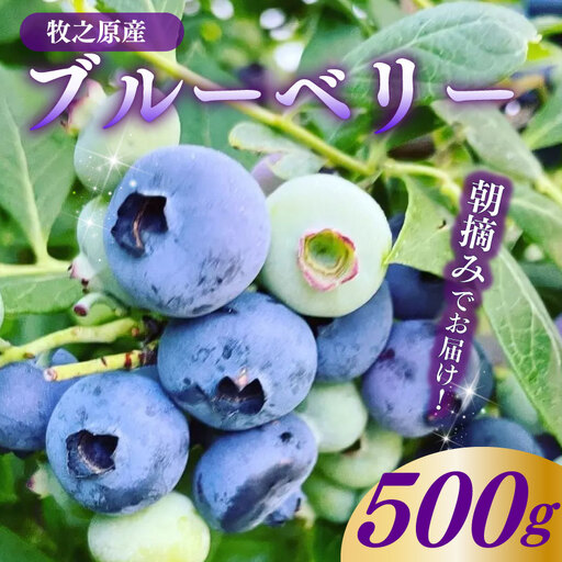 [期間限定]ブルーベリー 500g 牧之原市 静岡県 ベリファムいいだ