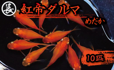 129-6 魚介 魚類 魚 紅帝ダルマ 10匹 めだか 飼育 おすすめ 水槽 インテリア 生物 鑑賞 美 静岡県 牧之原市 丸長