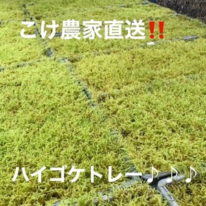 123-14　こけ専門農家直送!!ハイゴケ（育苗トレー入り）6枚