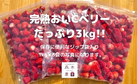 冷凍 いちご 苺 3kg 完熟 おいCベリー ヘタ取り いちご 静岡 限定 苺 冷凍いちご 果物 スイーツ いちご 牧之原市 デザート フルーツ スイーツ アイス ジャム シャーベット ベリー 氷菓 冷凍 甘い オススメ ギフト 人気 牧之原市 森木農園