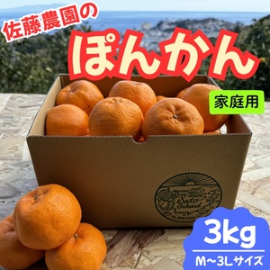 東伊豆・佐藤農園のポンカン 家庭用3kg(Mサイズ〜3Lサイズ) 1319 / 佐藤農園 果物 フルーツ 農家直送 静岡県 東伊豆町