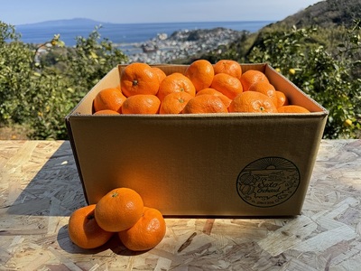 ɓE_̐݂@p10kgiMTCY`3LTCYj 1328 ^ _ ʕ t[c _ƒ É ɓ