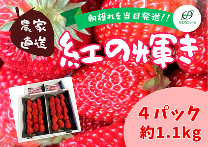 (冷蔵)[3月〜4月発送]朝摘みいちご 紅の輝き 約1.1kg(約280g×4パック) 1403 / たむらファーム いちご 苺 大粒 完熟 農家直送 静岡県 東伊豆町