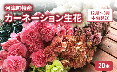 河津町特産 カーネーション 生花 20本 12月〜3月中旬発送