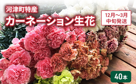 河津町特産 カーネーション 生花 40本 12月～3月中旬発送